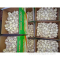 Normal White Garlic High Quality Crop 2019